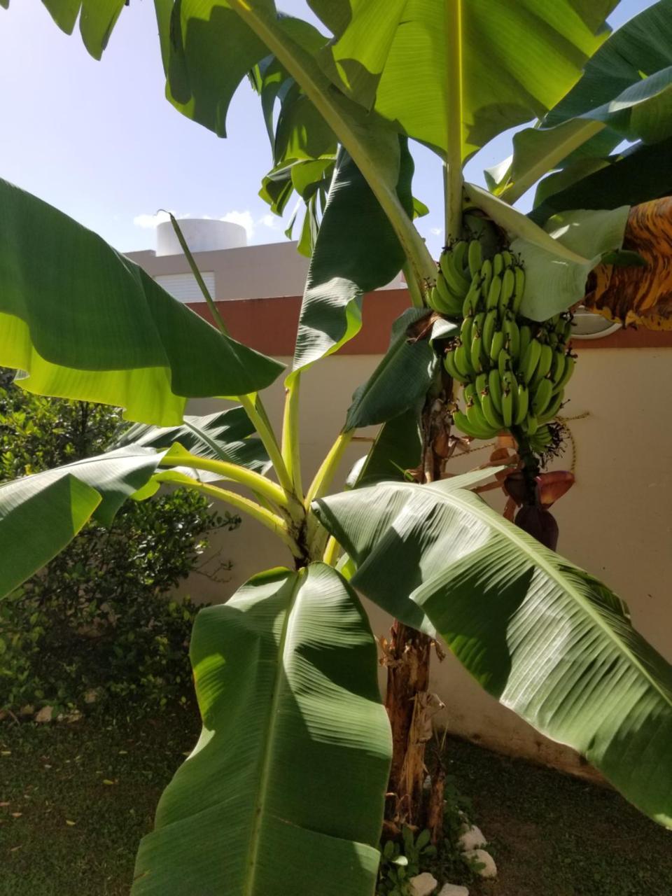 מלון Canovanas Tropical Delightful Guest Studio מראה חיצוני תמונה